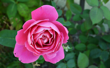 pink rose in the garden