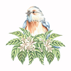 Small songbird on branch with green leaves and white flowers. Eastern bluebird with blue orange plumage. Hand drawn watercolor illustration isolated. Romantic spring card template. Clipart for print.