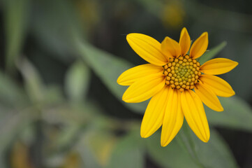 yellow flower on green background