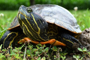 Obraz premium happy turtle