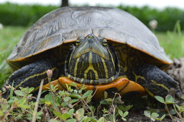 turtle on the grass