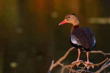 A black-bellied whistling duck (Dendrocygna autumnalis) in southwest Florida