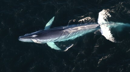 Fototapeta premium A majestic whale swimming gracefully through deep ocean waters, with sunlight glistening on the surface