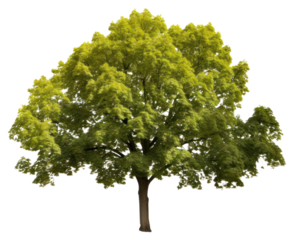 PNG Sycamore Maple sycamore plant maple.