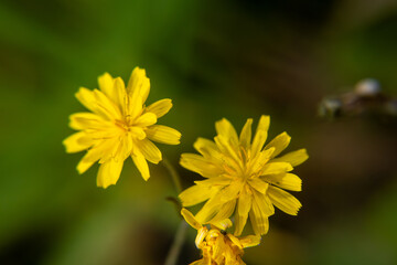 yellow dandelion flower