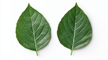 Two vibrant green leaves with distinct vein patterns, showcasing their natural beauty and symmetry against a clean, white background.