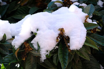 Snow covered tree details in the forest. Snow covered pine trees and coquina flower.
Winter season, snowfall. Cold weather. Snowstorm.