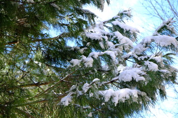 Snow covered tree details in the forest. Snow covered pine trees and coquina flower.
Winter season, snowfall. Cold weather. Snowstorm.