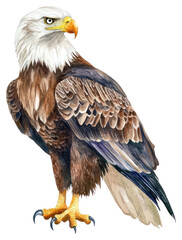 Fototapeta premium PNG Bald Eagle eagle illustration watercolor.