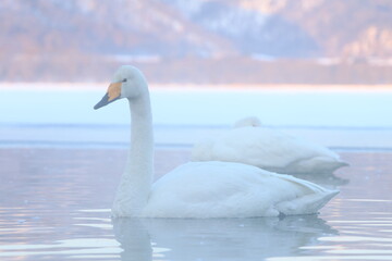 whooper swan