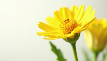 Delicate, cup-shaped petals on a white background, yellow, marsh marigolds, closeup