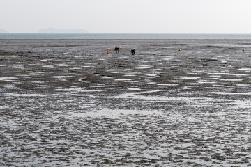 mudflat at the seaside
