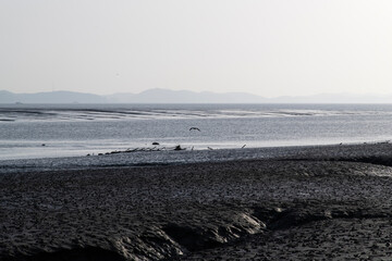 mudflat at the seaside