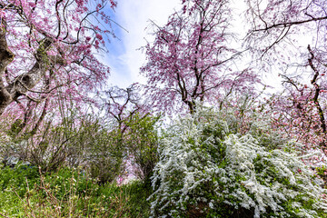 京都府　原谷苑の桜風景
