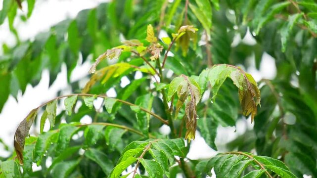 Curry tree (Bergera koenigii, Murraya koenigii, sweet neem, curry leaves, curry leaf tree, curry bush). The fresh leaves are an indispensable part of Indian cuisine and Indian traditional medicines