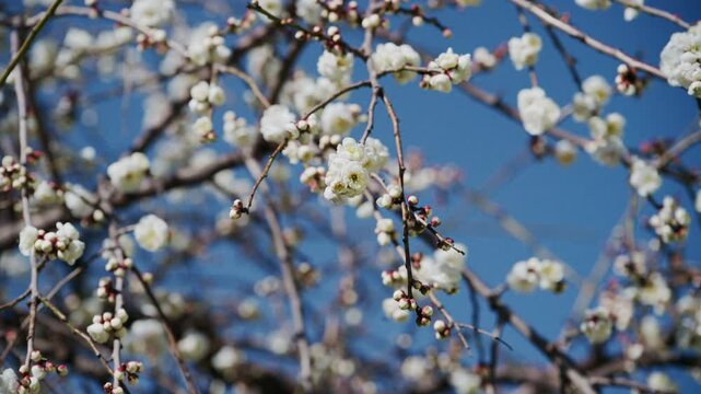 blooming willow branch,Sakura Flowers in Spring. Sakura flowers. 4k