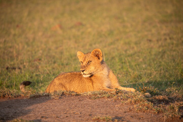 A Lion (panthers leo) cub in the early morning sun, in the Maasai Mara, northern Kenya.