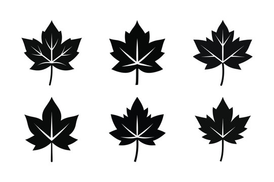 Maple Leaf (Acer spp.) silhouette vector illustration