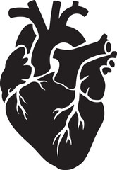 Realistic human heart vector drawing