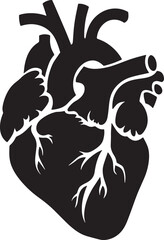 Realistic human heart vector drawing