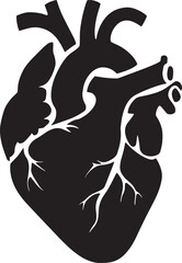 Realistic human heart vector drawing
