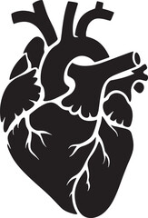 Realistic human heart vector drawing