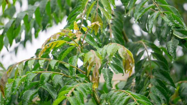 Curry tree (Bergera koenigii, Murraya koenigii, sweet neem, curry leaves, curry leaf tree, curry bush). The fresh leaves are an indispensable part of Indian cuisine and Indian traditional medicines