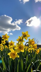 Fototapeta premium A vibrant field of bright yellow daffodils stretches towards a clear, sunlit sky, capturing the essence of a perfect spring day.