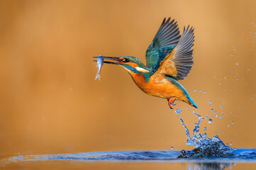 European Kingfisher ( Alcedo atthis ) close up