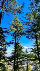 Fototapeta premium trees and sky