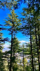 Obraz premium Deodar trees of the himalayas