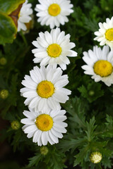 white Common daisy beautiful flowers with blur green background in garden, White beautiful daisies on a field in green grass, Oxeye daisy, Leucanthemum vulgare, Daisies, Dox-eye, Dog daisy in nature
