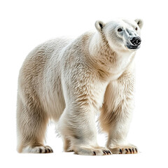 Fototapeta premium Angled view full-body shot of an extremely perfect-looking single Polar Bear isolated on a white transparent background