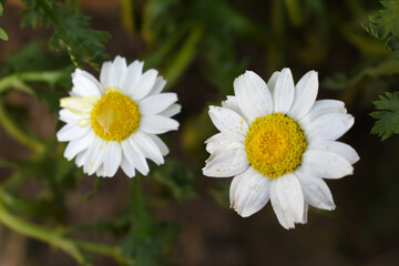 Fototapeta premium white Common daisy beautiful flowers with blur green background in garden, White beautiful daisies on a field in green grass, Oxeye daisy, Leucanthemum vulgare, Daisies, Dox-eye, Dog daisy in nature