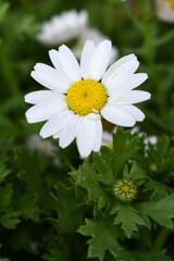 Fototapeta premium white Common daisy beautiful flowers with blur green background in garden, White beautiful daisies on a field in green grass, Oxeye daisy, Leucanthemum vulgare, Daisies, Dox-eye, Dog daisy in nature