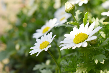 Fototapeta premium white Common daisy beautiful flowers with blur green background in garden, White beautiful daisies on a field in green grass, Oxeye daisy, Leucanthemum vulgare, Daisies, Dox-eye, Dog daisy in nature