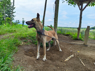 The garden guard dog is watching in the plantation with a chain around its neck