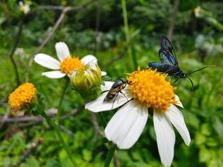 Fototapeta premium A forest wild bee on a wild flower gathering pollen and nectar.