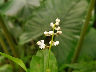 close up beauty micro White forest flowers with blurry green leave background
