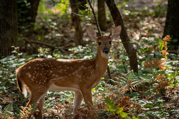 A moment of connection: a young deer's curious stare in the woods.
