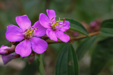 Melastoma malabatricum is a shrub and belongs to the Melastomataceae family. is a wild plant that...