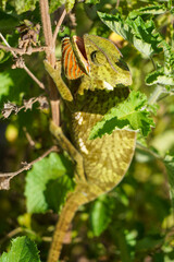 Chameleon Hiding Among Leaves in Its Natural Habitat