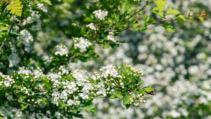 A close-up of a hawthorn tree branch covered in delicate white flowers, surrounded by lush green leaves in a natural setting.