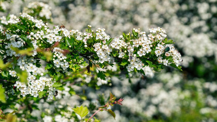 A close-up of a hawthorn tree branch covered in delicate white flowers, surrounded by lush green leaves in a natural setting.