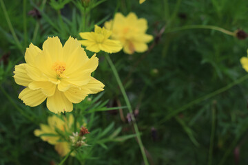 Fototapeta premium Sulfur kenikir (Cosmos sulphureus) is a flowering plant originating from Mexico and is a natural habitat for the insect Anagrus nilaparvatae