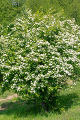 Fototapeta premium A lush hawthorn tree Crataegus monogyna in full bloom.