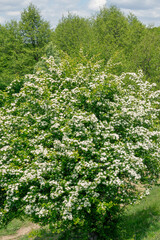A lush hawthorn tree Crataegus monogyna in full bloom.