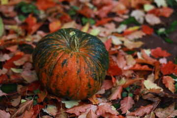 A rustic autumn still life with pumpkins and golden leaves on a wooden surface. Bright sunlight...