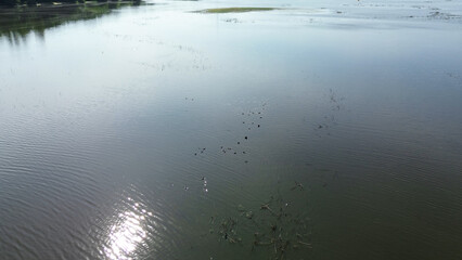 Aerial View of Birds on Pond