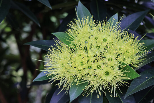 Pohutukawa(Metrosideros excelsa) known as the New Zealand christmas tree, Xanthostemon is a genus of trees and shrubs in the family Myrtaceae.